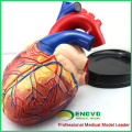 HEART10(12486) Oversize Human Heart Anatomy Model, 4 times Full Life Size Enlarge, 3 Parts, Anatomy Models > Heart Models